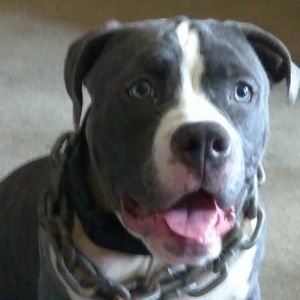 Meet your Posher, Dennis